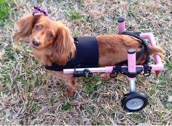 Amazon | 小型犬用の車椅子（ミニチュア・ダックスフンド、トイ